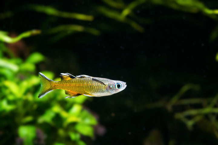 Southern Blue Eye Rainbow