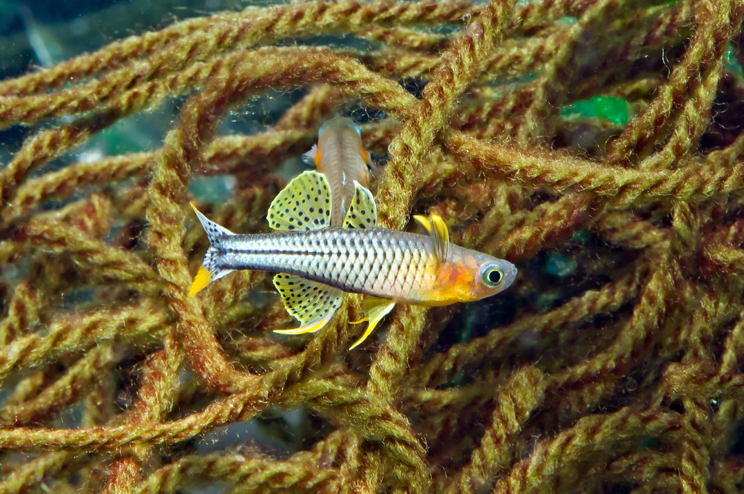 Spotted Blue Eye Rainbow