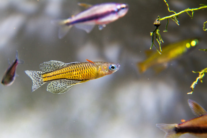 Spotted Blue Eye Rainbow