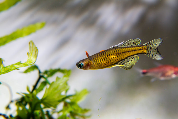 Spotted Blue Eye Rainbow
