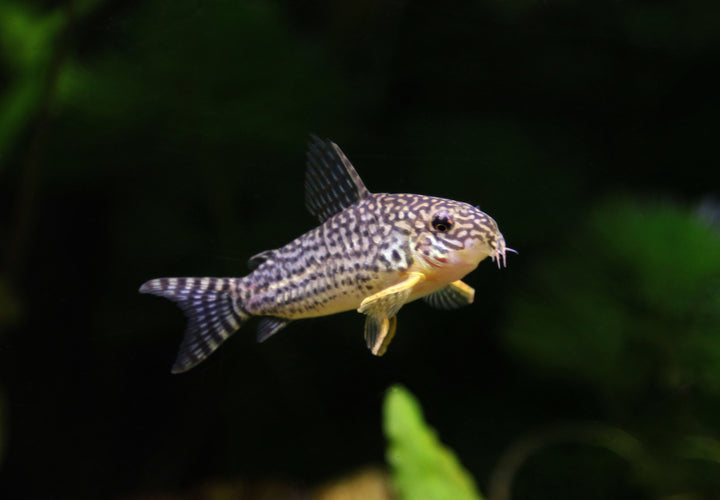 Sterbai's Cory