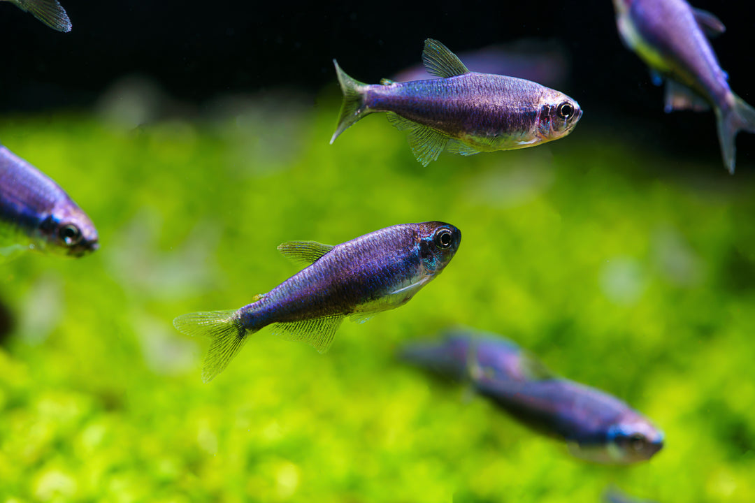 Super Blue Kerri Tetra