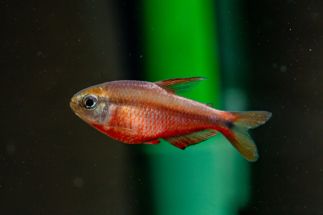 Super Red Devil Tetra