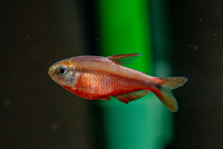 Super Red Devil Tetra