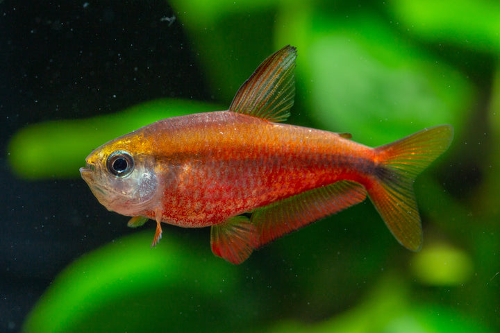 Super Red Devil Tetra