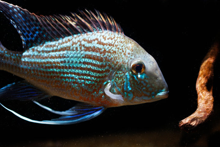 Sveni Geophagus