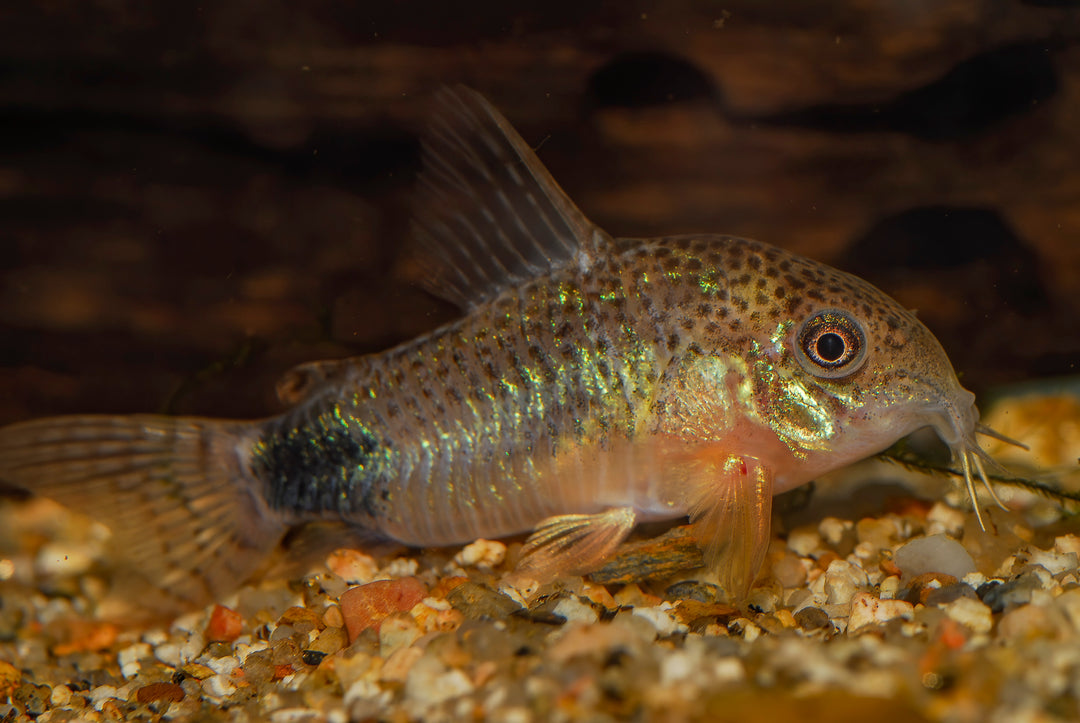 Tailspot Corydoras