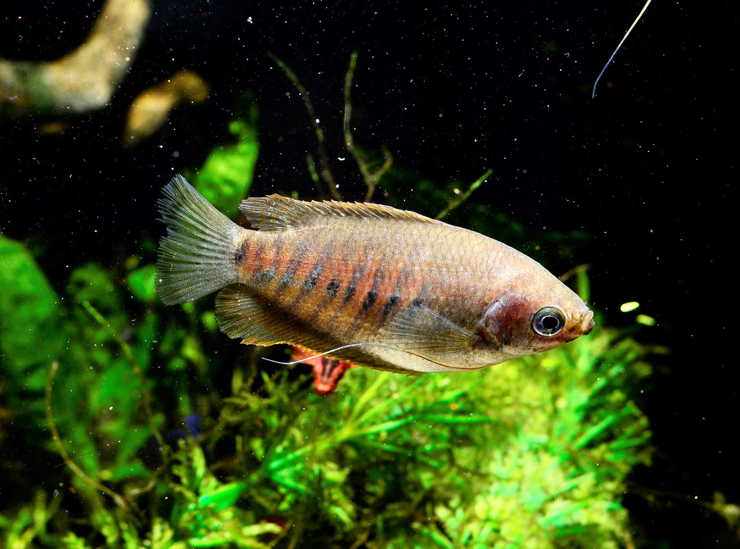 Thick Lipped Gourami