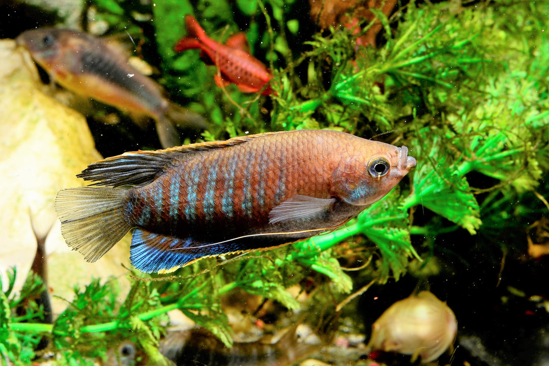Thick Lipped Gourami