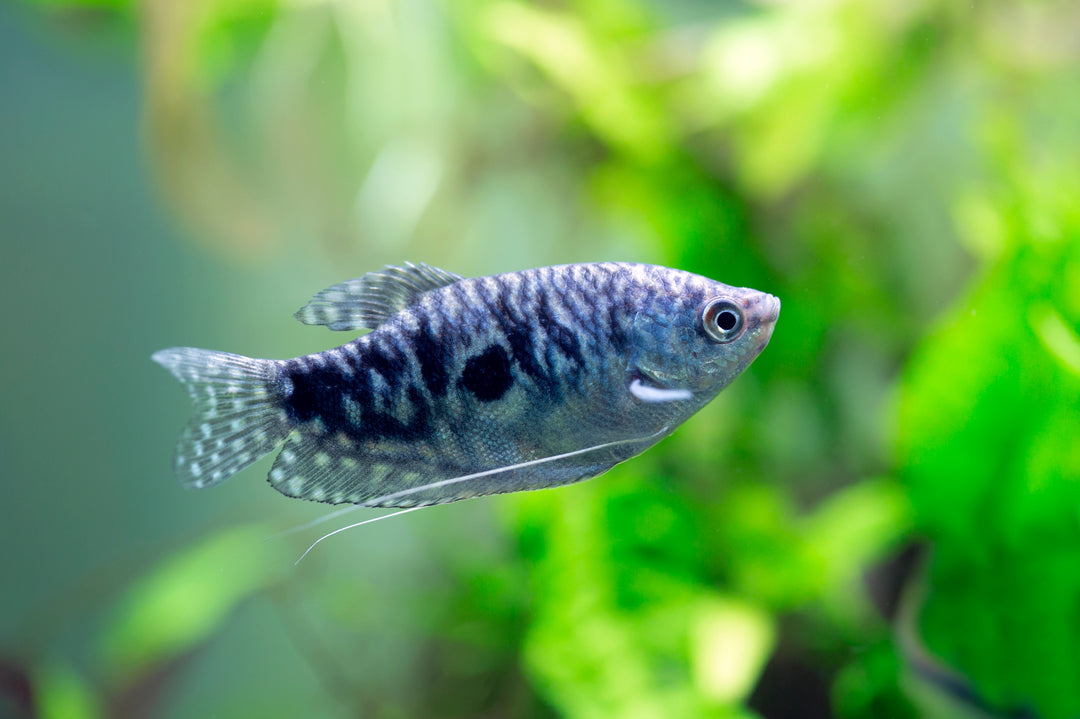 Three Spot Gourami