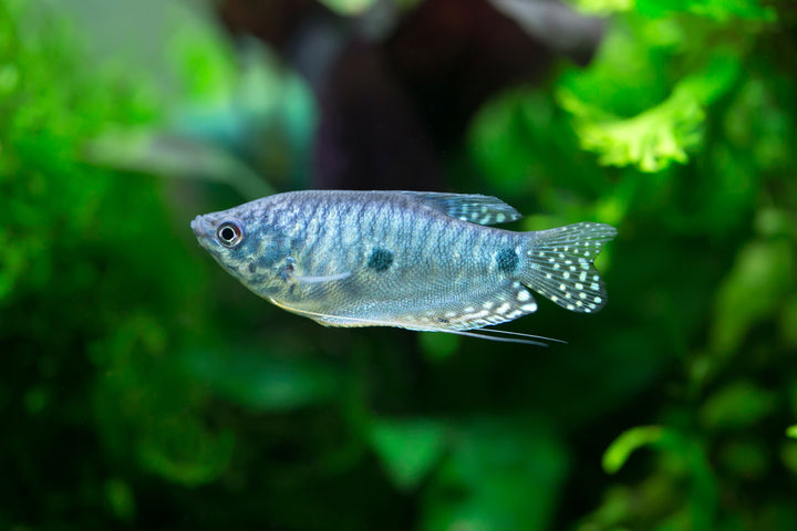 Three Spot Gourami
