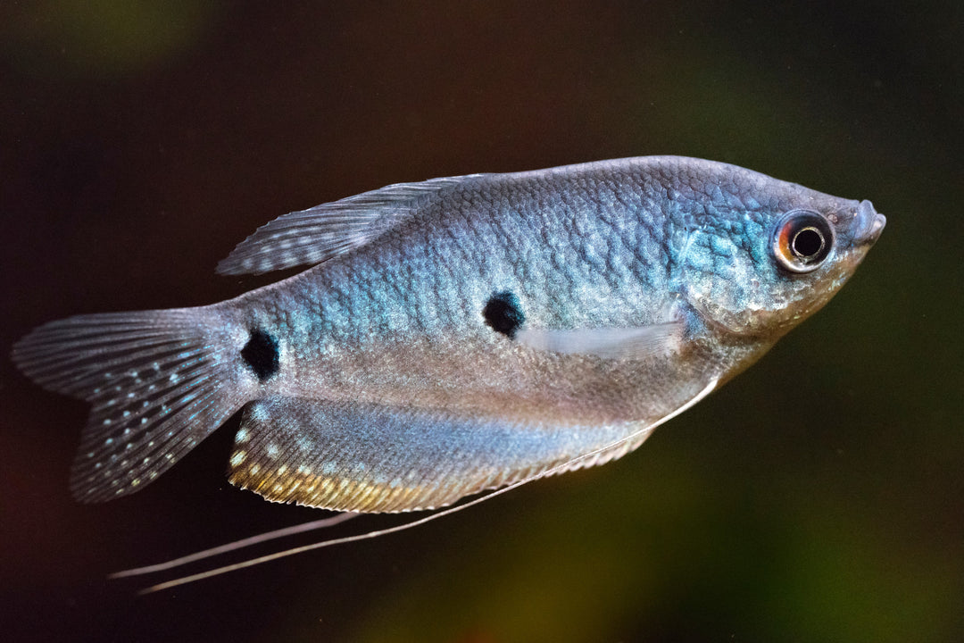 Three Spot Gourami