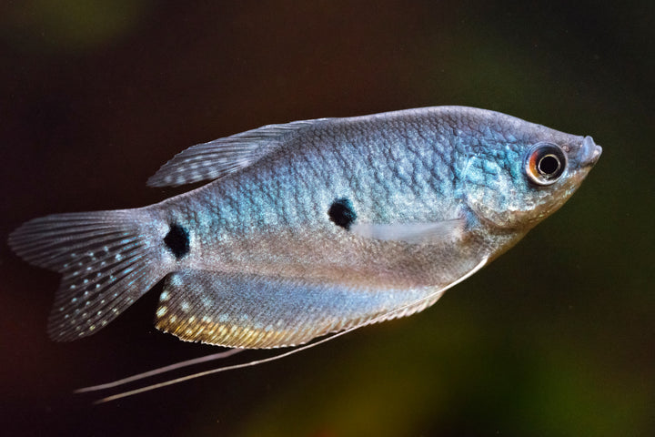 Three Spot Gourami