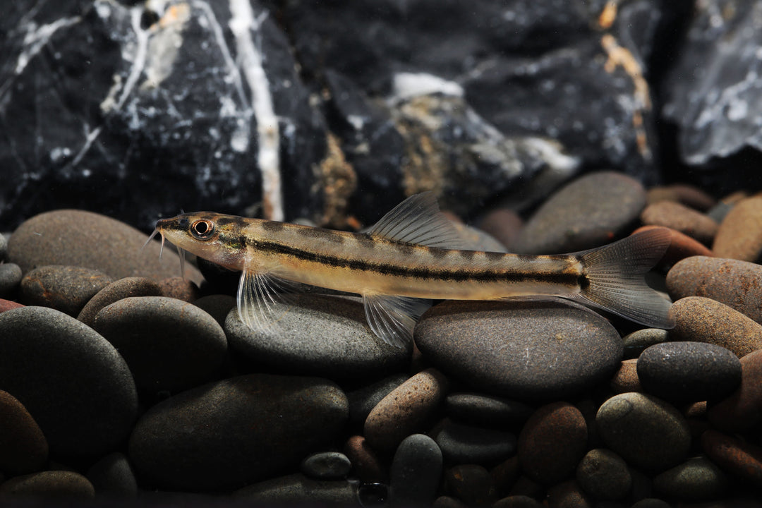 Torpedo Loach