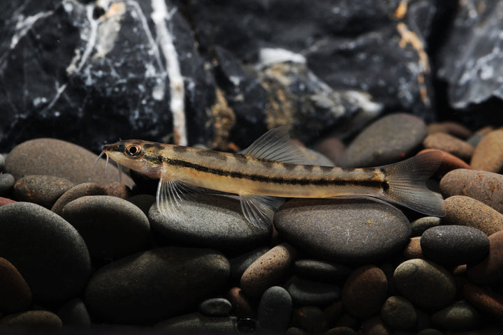 Torpedo Loach
