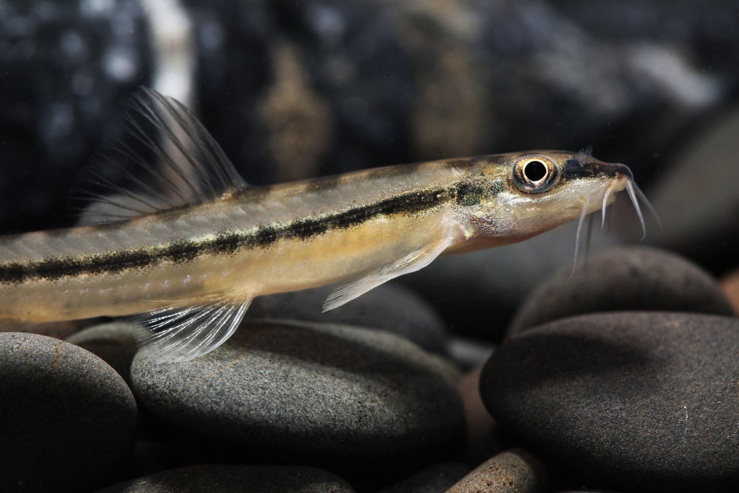 Torpedo Loach