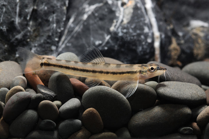 Torpedo Loach