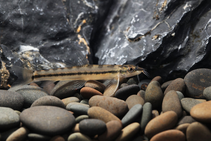 Torpedo Loach