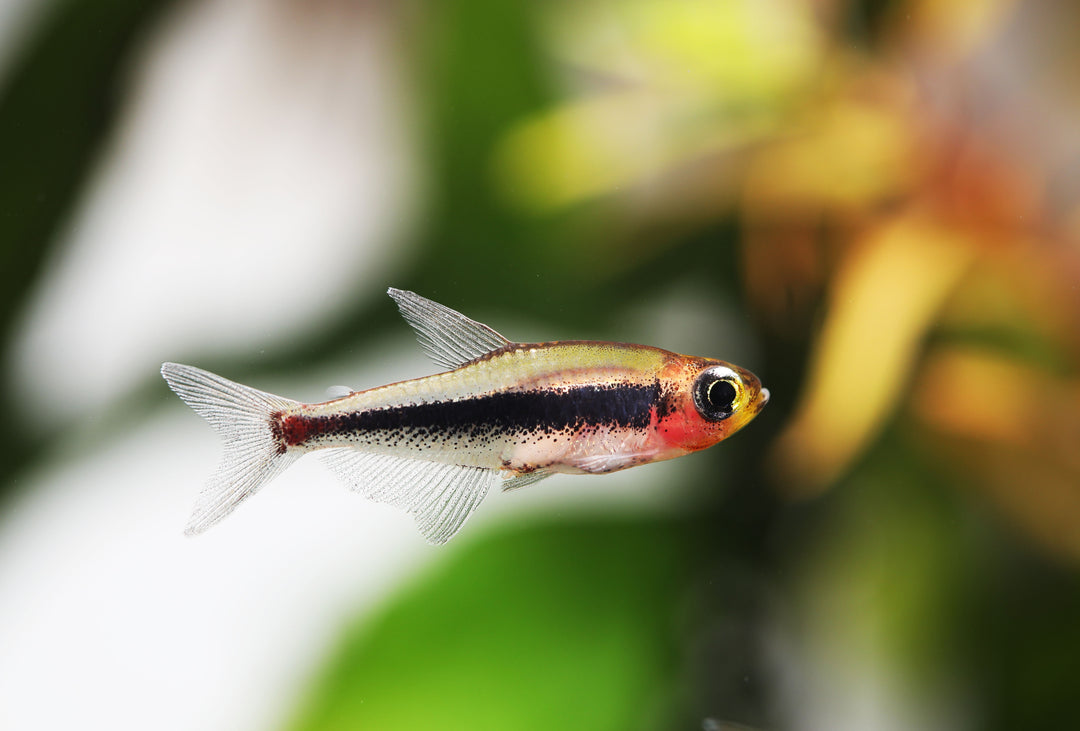 Tucano Tetra
