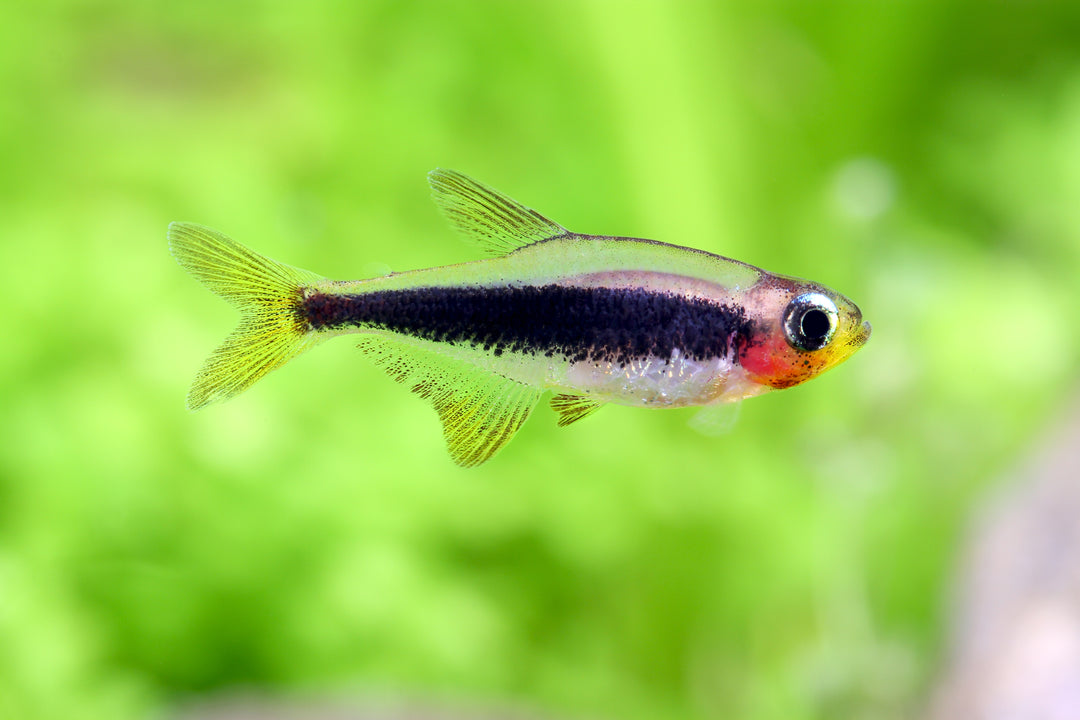 Tucano Tetra