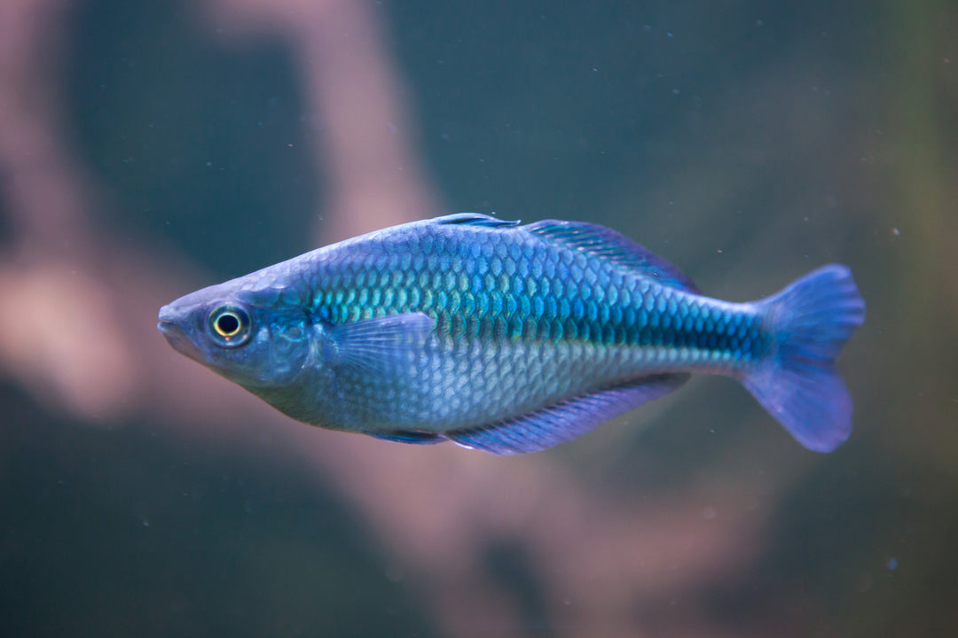 Turquoise Rainbow