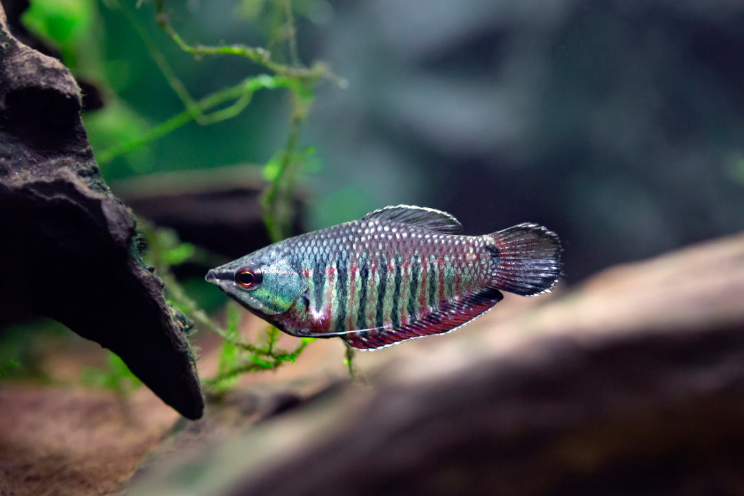 Vailant Chocolate Gourami