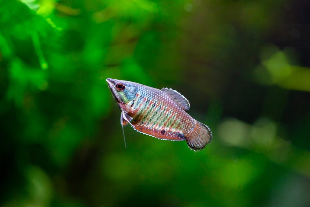Vailant Chocolate Gourami