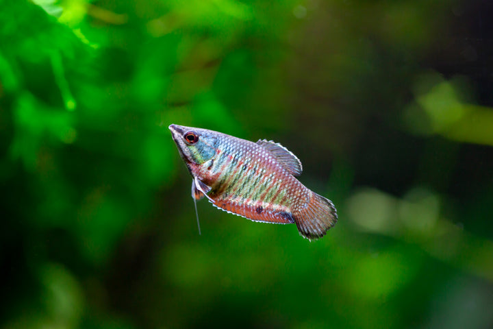 Vailant Chocolate Gourami
