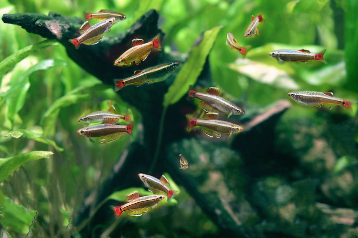 Vietnam White Cloud Mountain Minnow