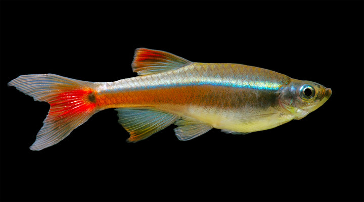 Vietnam White Cloud Mountain Minnow