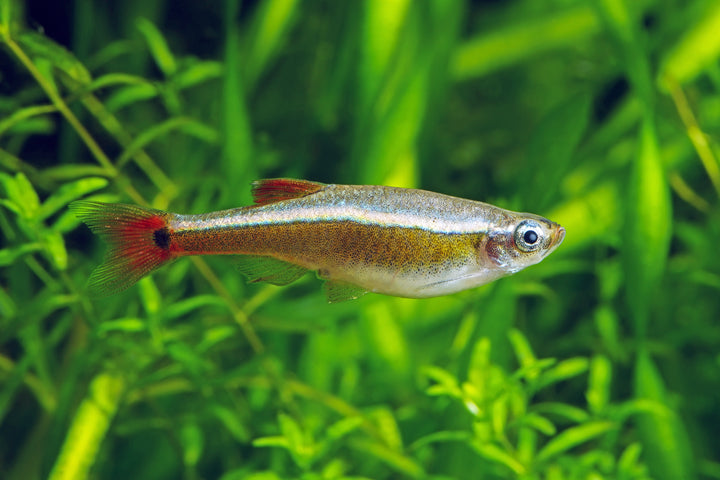Vietnam White Cloud Mountain Minnow