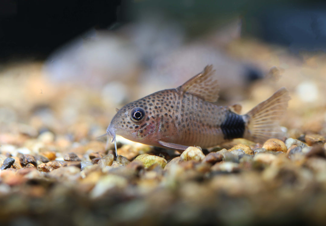 Violet Corydoras