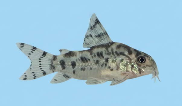 Vulcan Corydoras (CW111)