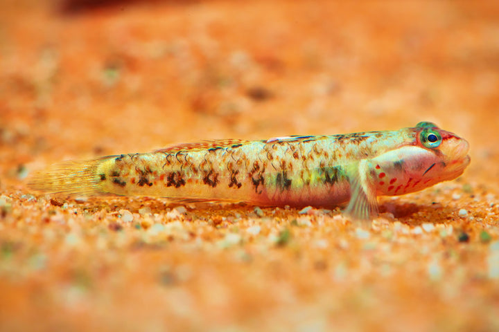 White Cheek Goby
