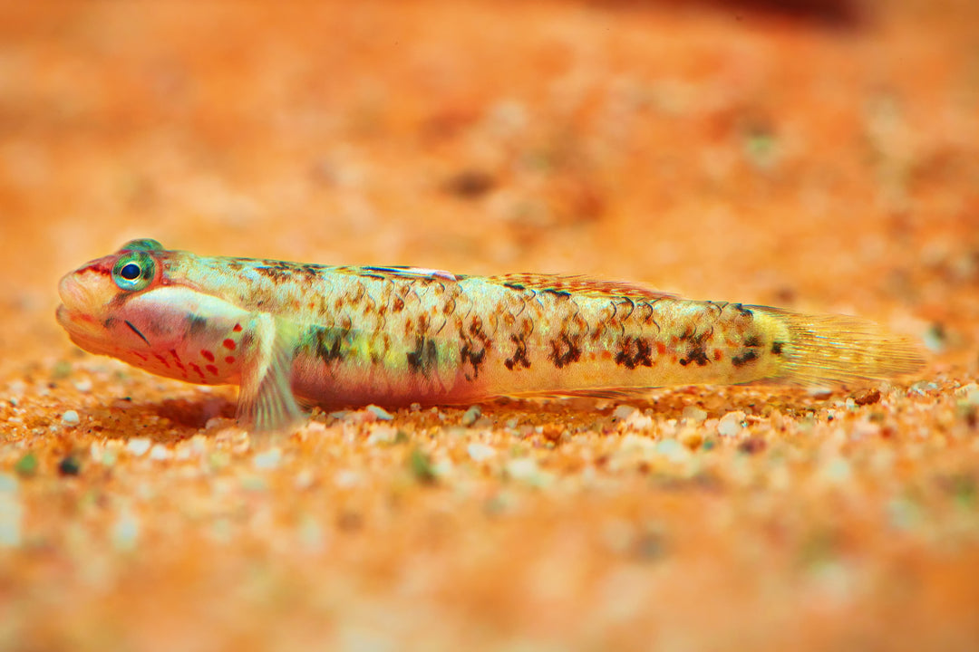 White Cheek Goby