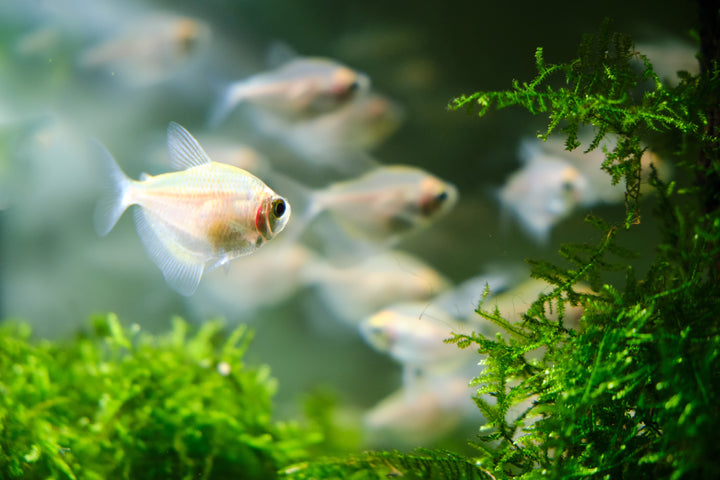 White Skirt Tetra