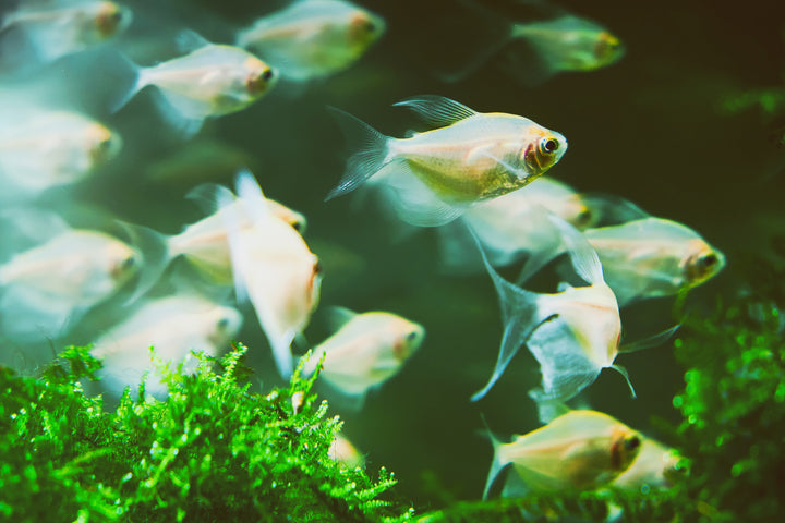 White Skirt Tetra