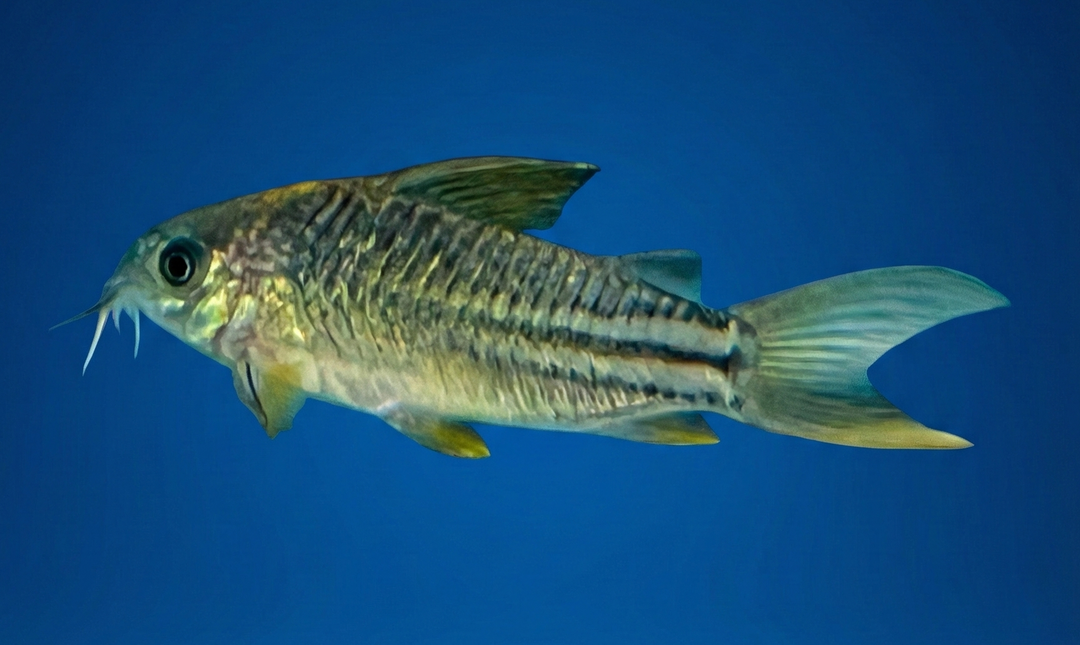 Yellow Cory C123