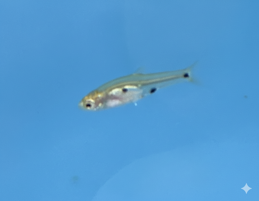 Yellow Polkadot Rasbora