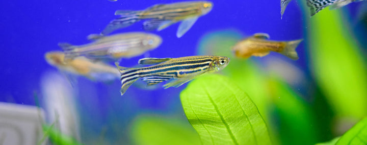 Zebra Danio