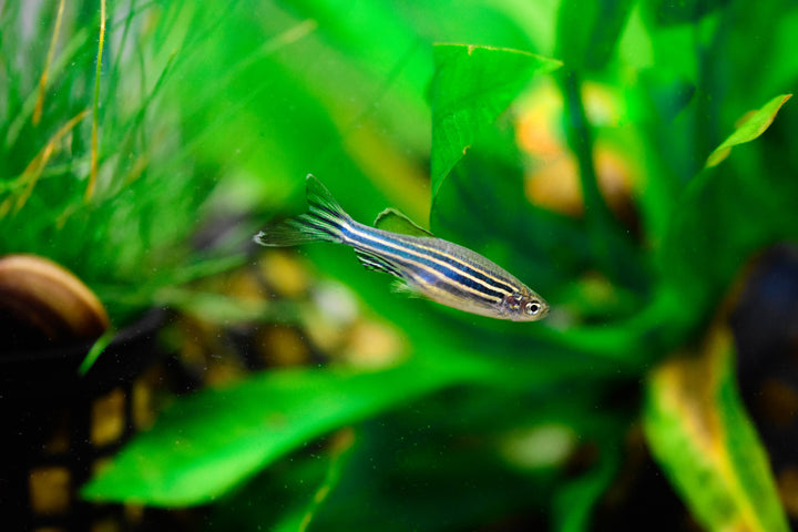 Zebra Danio