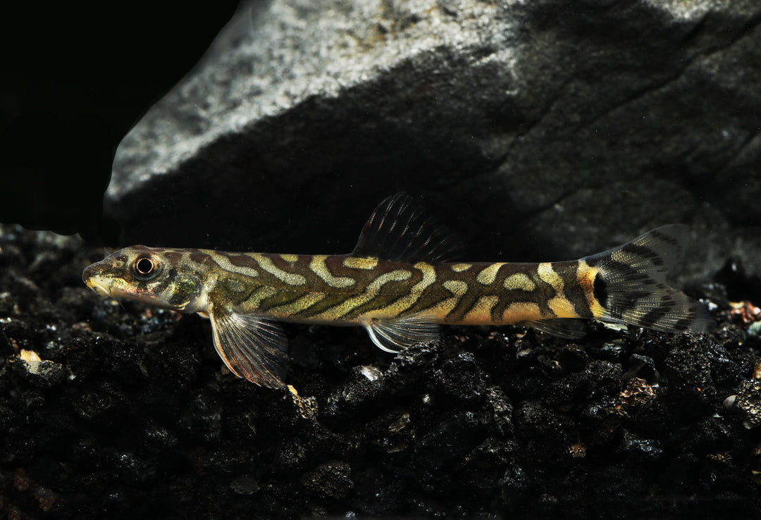 Zodiac Loach