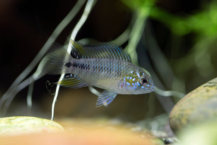 Blue Apistogramma