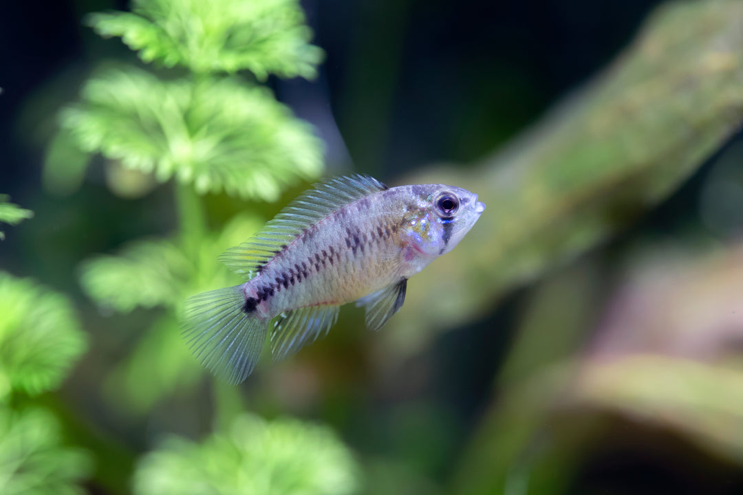 Blue Apistogramma