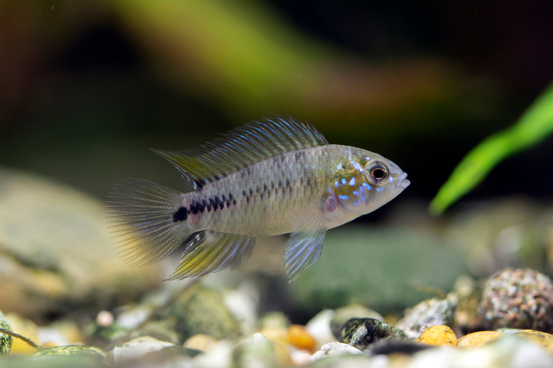 Blue Apistogramma