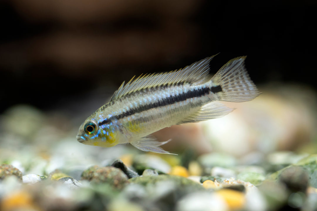 Careiro Apistogramma