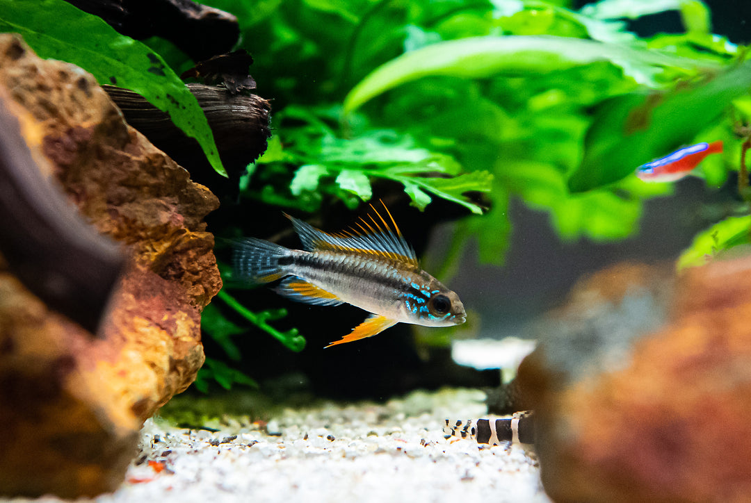Careiro Apistogramma