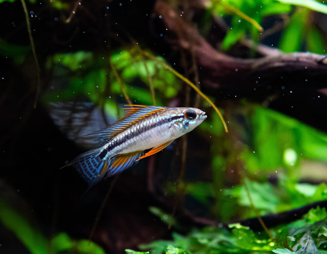 Careiro Apistogramma