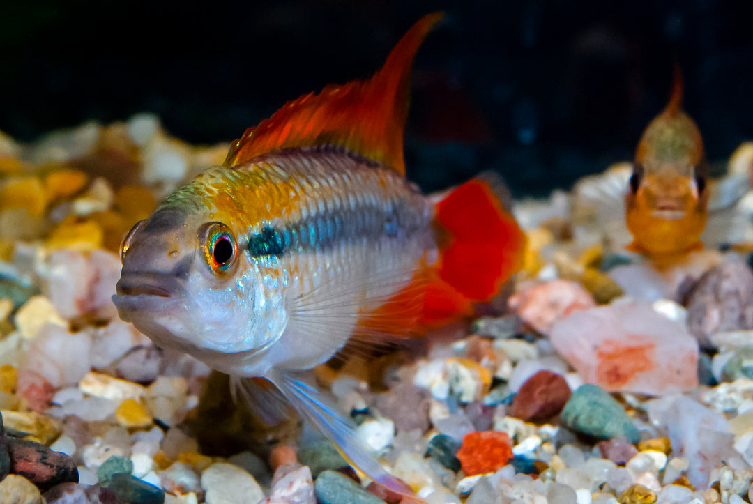 Double Red Apistogramma