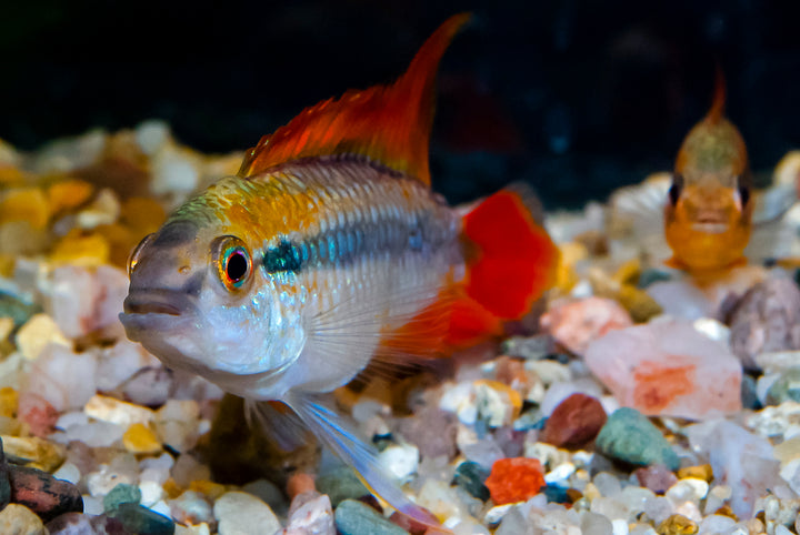 Double Red Apistogramma